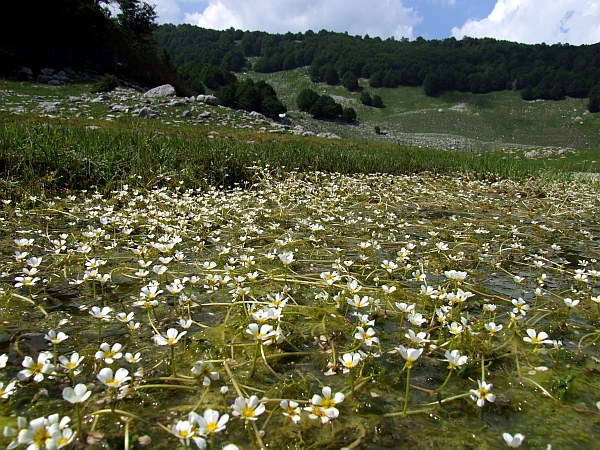 Ranunculus trichophyllus / Ranuncolo a foglie capillari